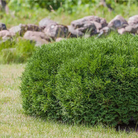 THUJA ORIENTALIS