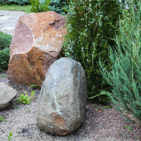 THUJA ORIENTALIS