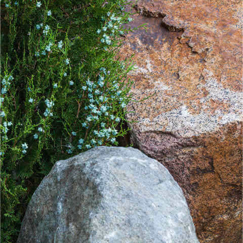 THUJA ORIENTALIS