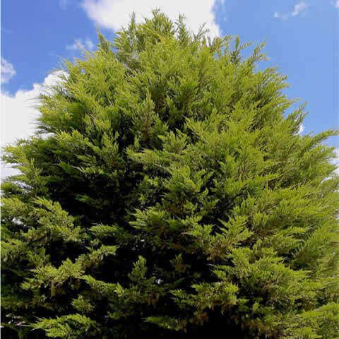 THUJA ORIENTALIS