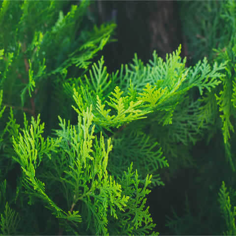 THUJA ORIENTALIS