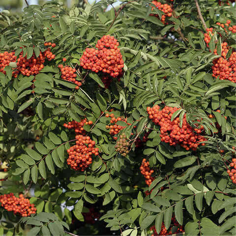 SORBUS AUCUPARIA (Spr) - (Identificado) - E-378-05 V.Merid.Cantábrica-Lomas Maragatería