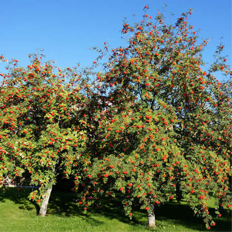 SORBUS AUCUPARIA (Spr) - (Identificado) - E-378-05 V.Merid.Cantábrica-Lomas Maragatería