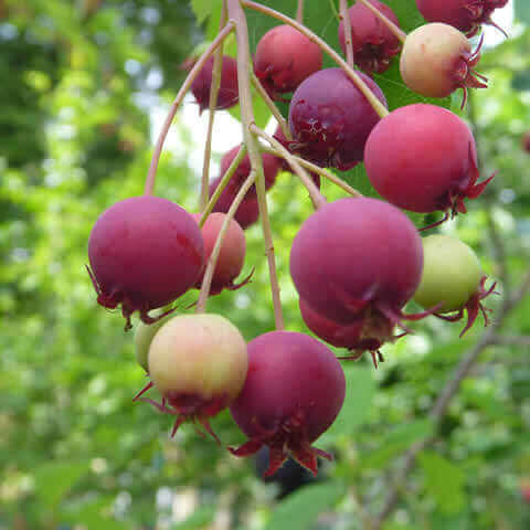 AMELANCHIER OVALIS