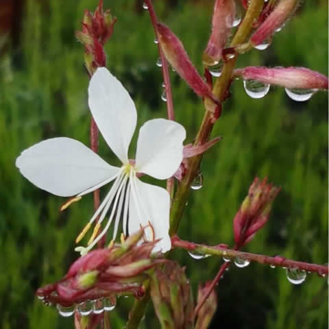 GAURA LINDHEIMERI