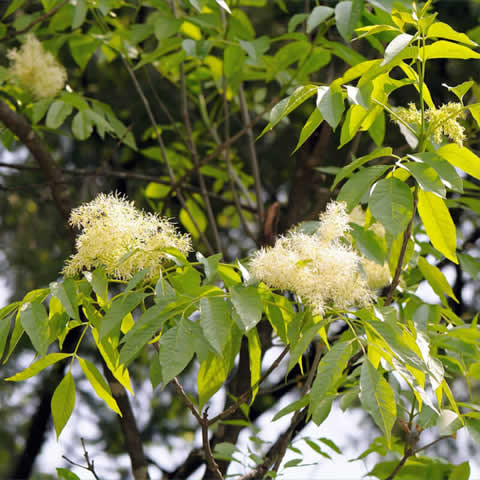FRAXINUS EXCELSIOR - Fresno de hoja ancha