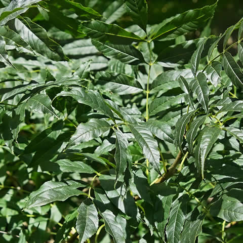 FRAXINUS EXCELSIOR - Fresno de hoja ancha