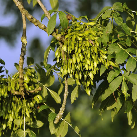 FRAXINUS EXCELSIOR