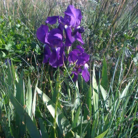 IRIS GERMANICA