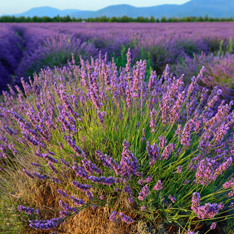 LAVANDULA ANGUSTIFOLIA