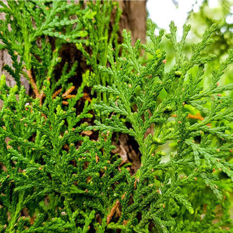 JUNIPERUS x MEDIA Pfitzeriana - Chinese Juniper