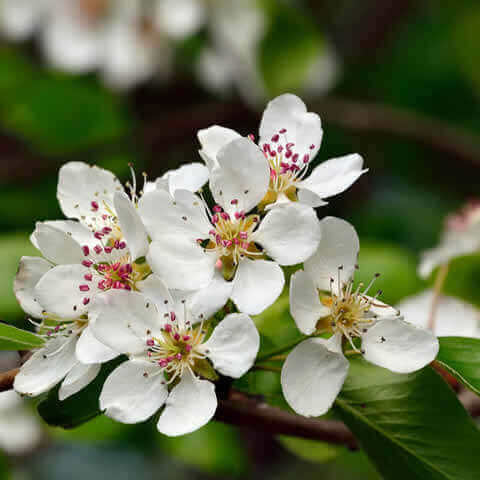 PYRUS COMMUNIS - Common Pear