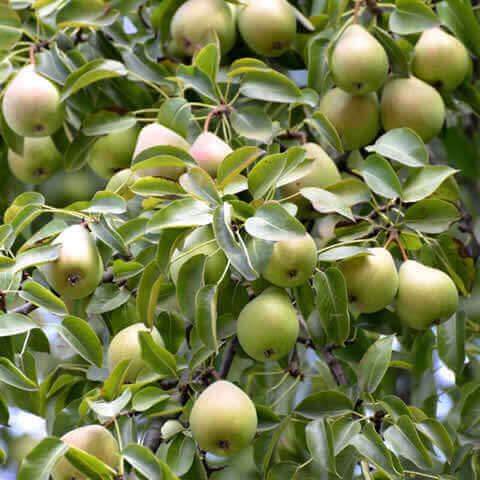 PYRUS COMMUNIS - Common Pear