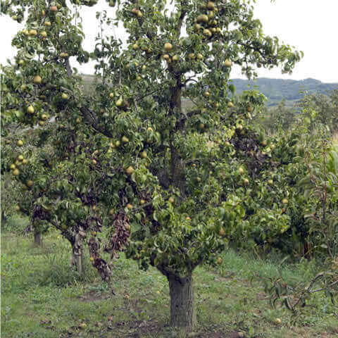 PYRUS COMMUNIS