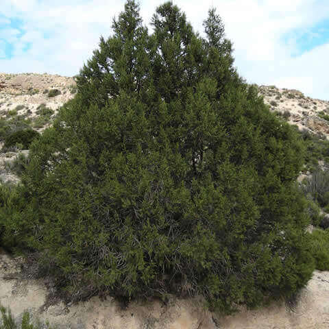 JUNIPERUS PHOENICIA - Phoenician Juniper - ES-23 Sistema Ibrico Oriental