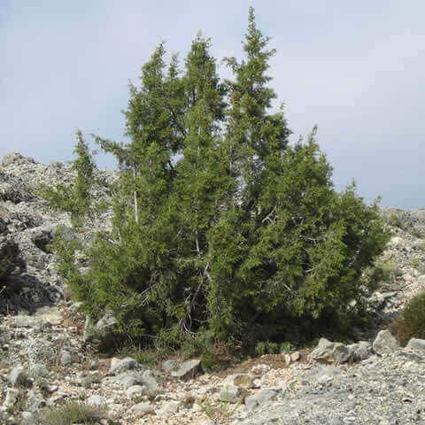 JUNIPERUS PHOENICIA - Phoenician Juniper - ES-23 Sistema Ibrico Oriental