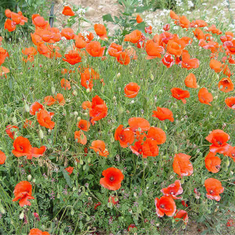 PAPAVER RHOEAS