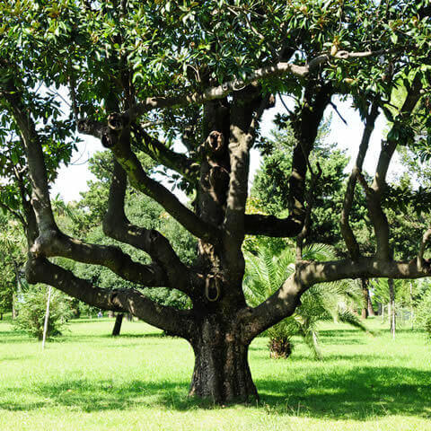 MAGNOLIA GRANDIFLORA
