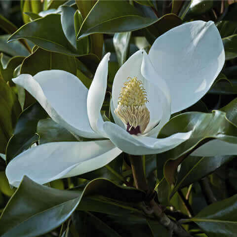 MAGNOLIA GRANDIFLORA