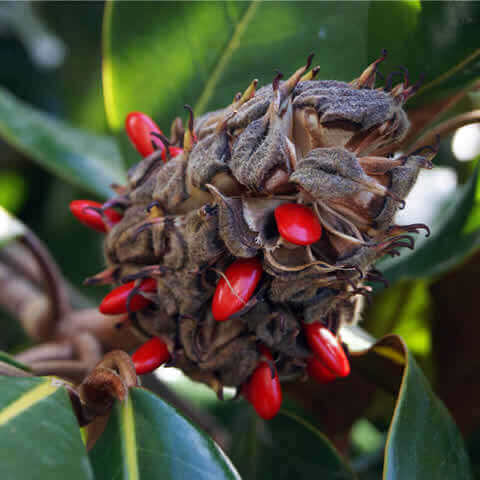 MAGNOLIA GRANDIFLORA