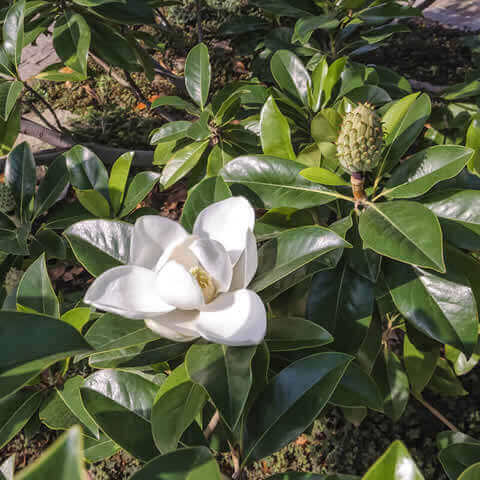 MAGNOLIA GRANDIFLORA