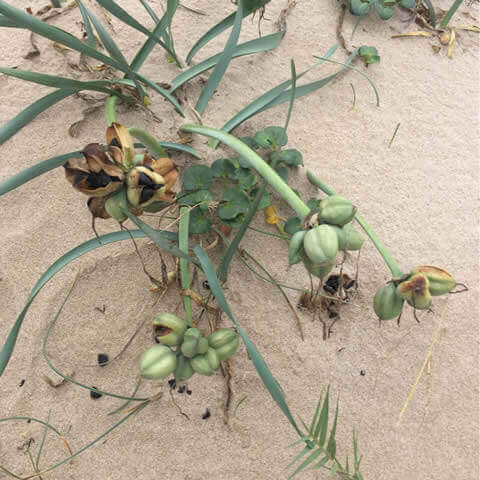 PANCRATIUM MARITIMUM - Lys de mer