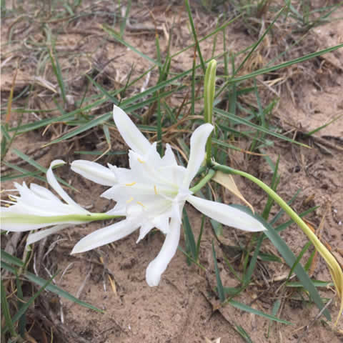 PANCRATIUM MARITIMUM