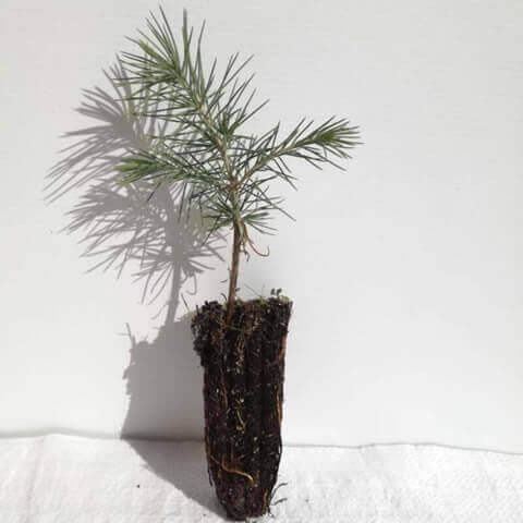 CEDRUS LIBANI - Alveolo-Plug-Motte 102018