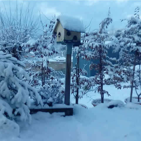 PAJAROS SILVESTRES - Mezcla