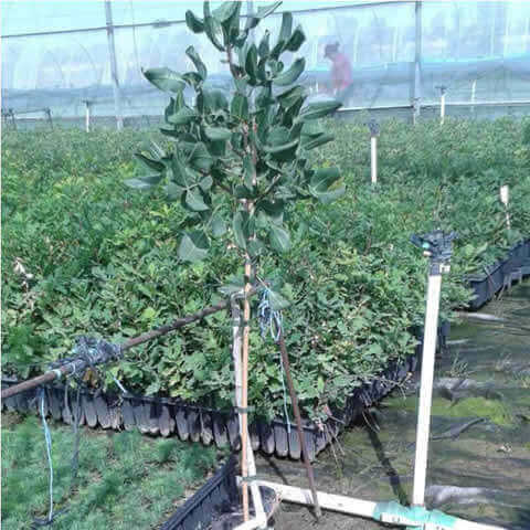 PISTACIA VERA Kerman Hembra - Pistacho hembra Kerman