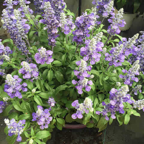 SALVIA FARINACEA Victoria - Blue sage