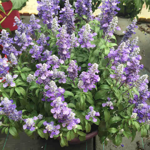 SALVIA FARINACEA Victoria