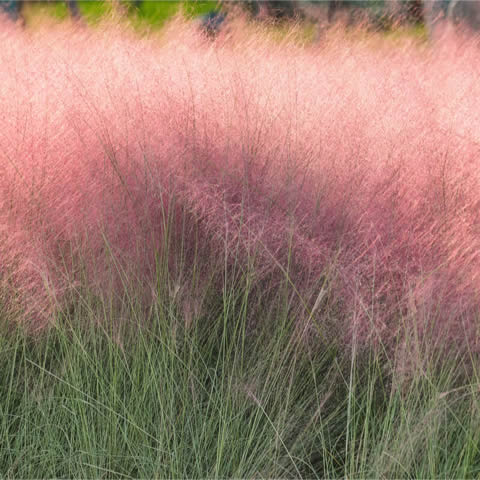 MUHLENBERGIA CAPILLARIS - Hierba de cabello rosado