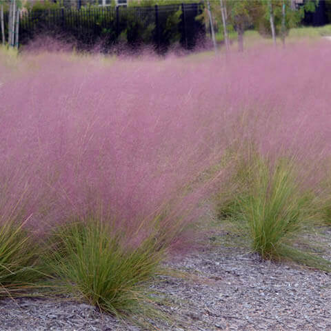 MUHLENBERGIA CAPILLARIS - Hierba de cabello rosado