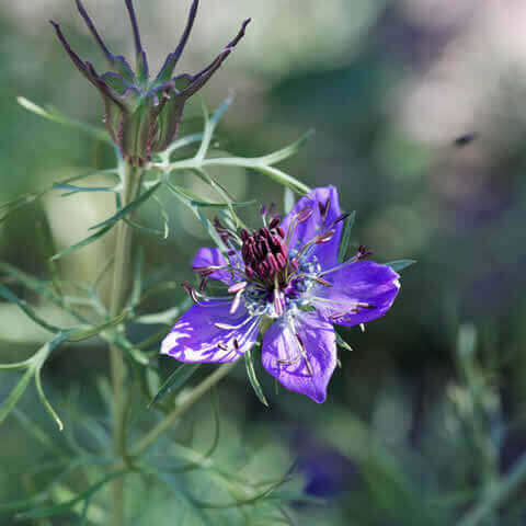 NIGELLA HISPANICA (N. papillosa)