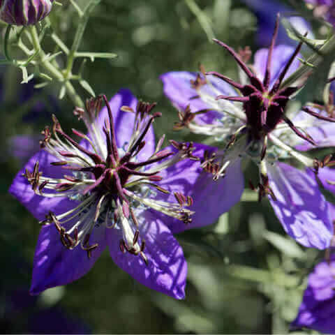 NIGELLA HISPANICA (N. papillosa)