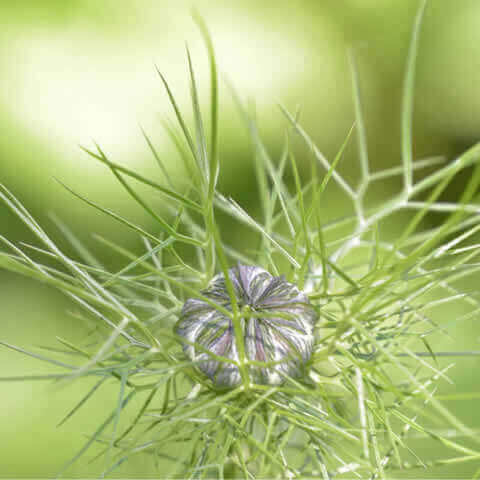 NIGELLA SATIVA