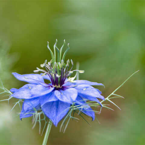 NIGELLA SATIVA