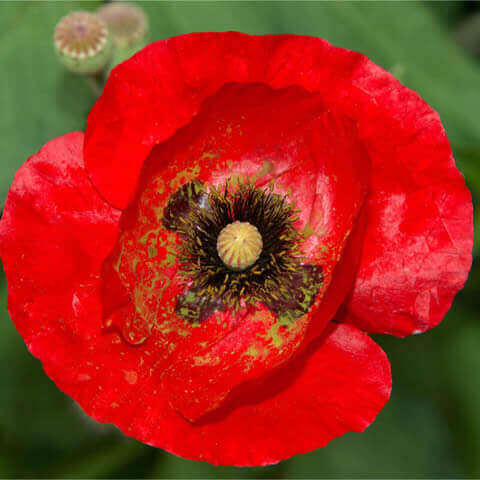 PAPAVER RHOEAS Organic Seeds