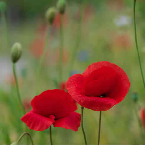 PAPAVER RHOEAS - Amapola silvestre