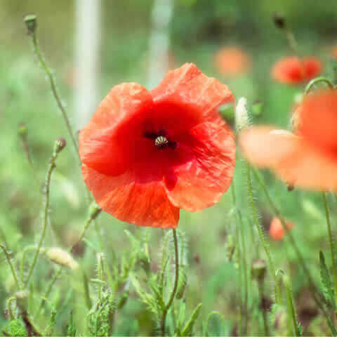 PAPAVER RHOEAS