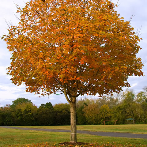 ACER SACCHARUM - �rable � sucre