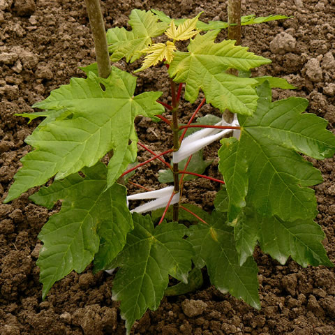 ACER SACCHARUM - �rable � sucre