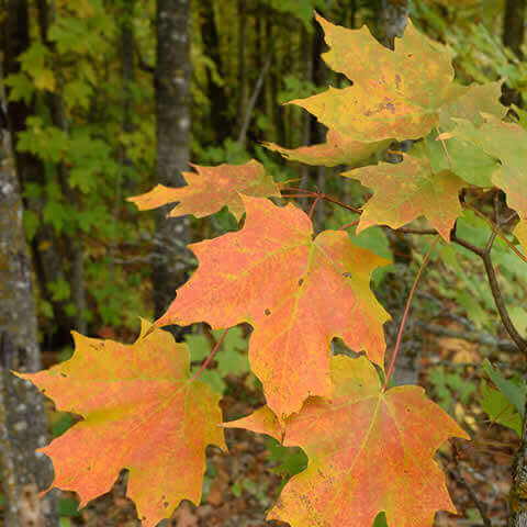 ACER SACCHARUM