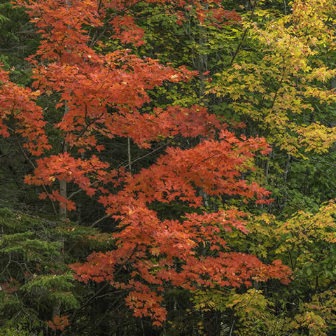 ACER SACCHARUM