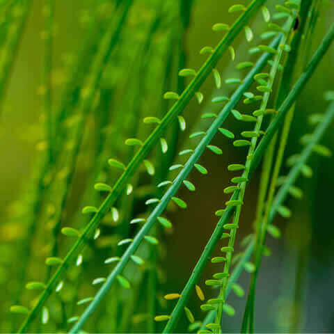 PARKINSONIA ACULEATA