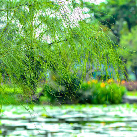 PARKINSONIA ACULEATA