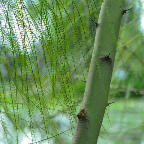 PARKINSONIA ACULEATA