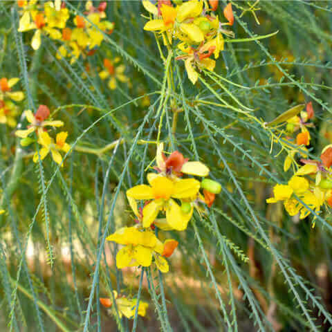 PARKINSONIA ACULEATA
