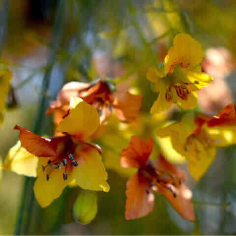 PARKINSONIA ACULEATA